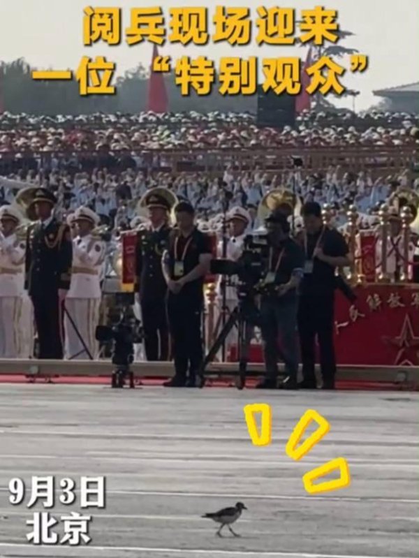 安信 九三阅兵现场出现一位“特别观众” 翻石鹬悠然散步引发关注